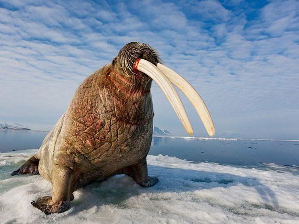 Бивні моржа