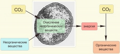 Хемосинтез