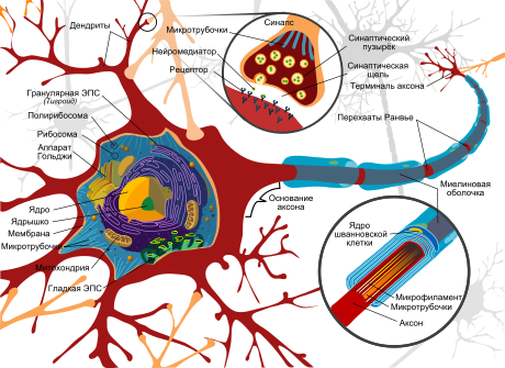 нейрон человека