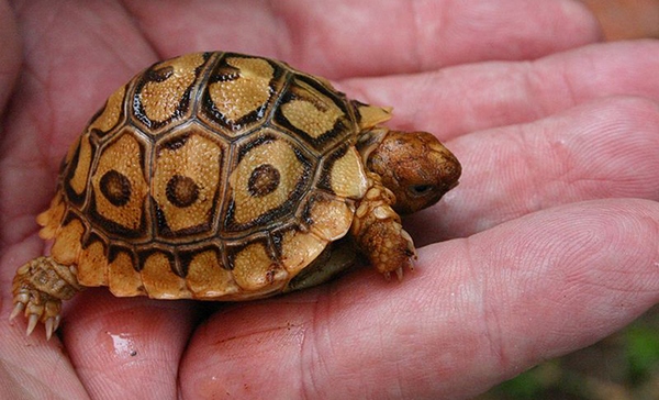 Капская крапчатая черепаха