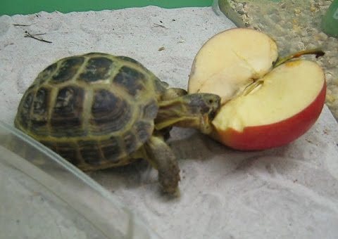 черепаха ест яблоко