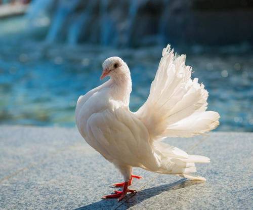 білий голуб