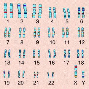 Human Set of Chromosomes