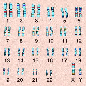 Хромосомний набір людини