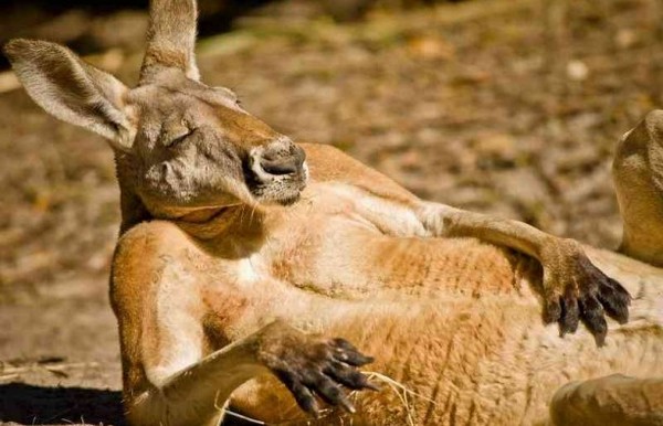 кенгуру на отдыхе