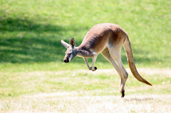 кенгуру у стрибку