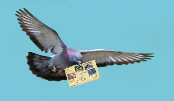 почтовые голуби