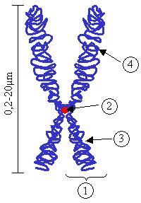 строение хромосомы