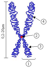 Chromosome Structure