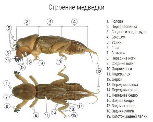 строение медведки