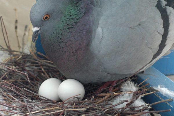 яйца голубя