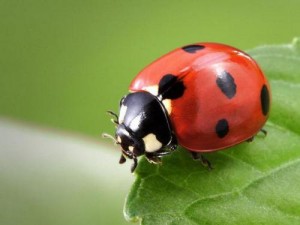 Зозулька (божа корівка): її звички, види, ареал проживання, фото