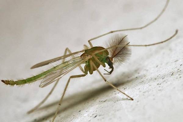 Chironomidae