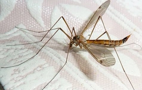 Crane Fly