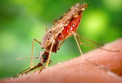 Malaria Mosquito