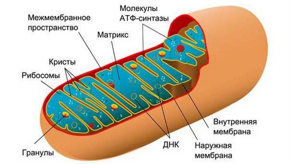 будова мітохондрії