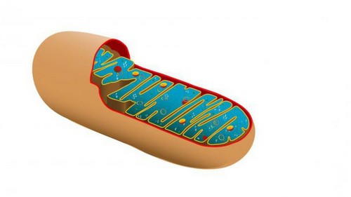 Mitochondria