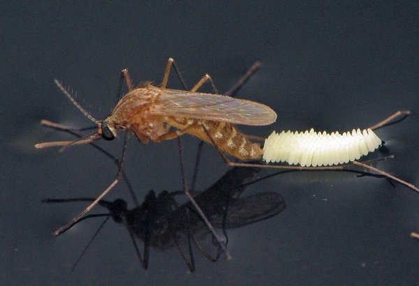 Mosquito eggs