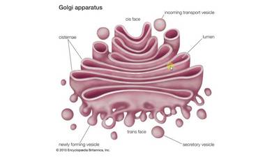 Golgi Apparatus