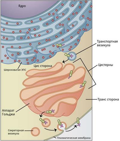 Аппарат Гольджі