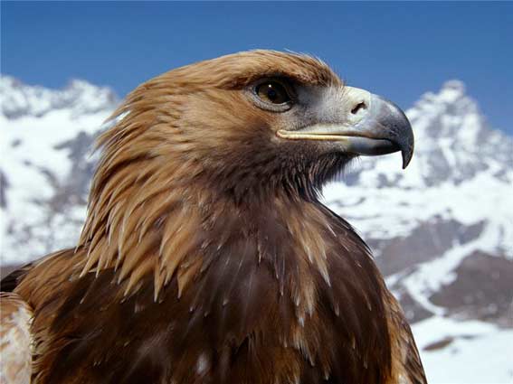 golden eagle