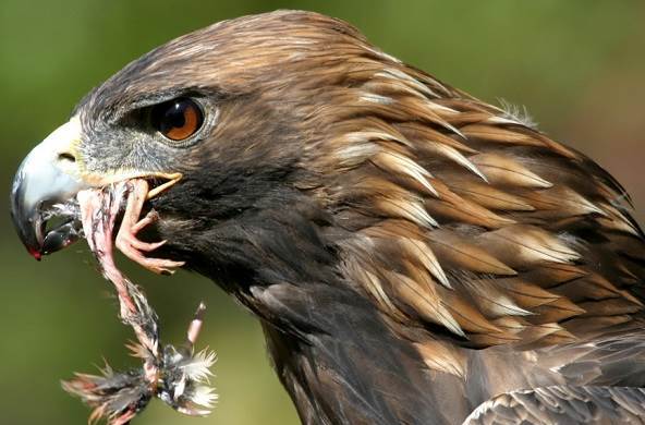 Golden Eagles eats