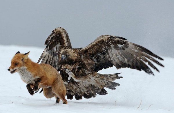 Беркут охотится