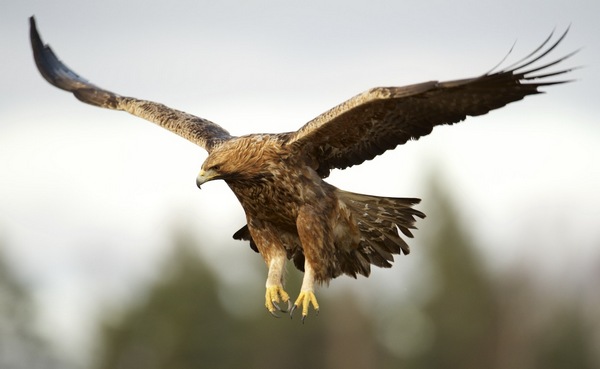 golden eagle in flight