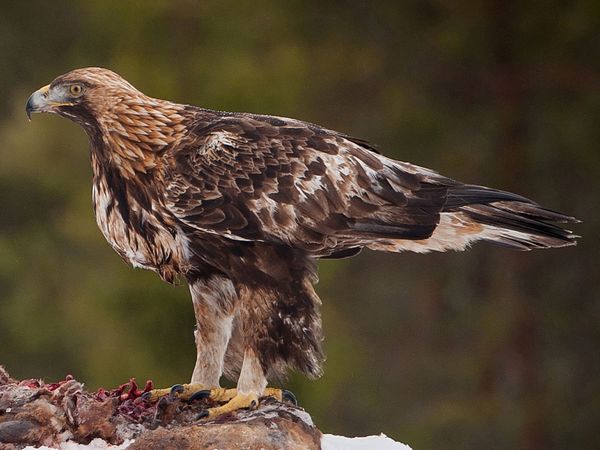 Canadian Golden Eagle