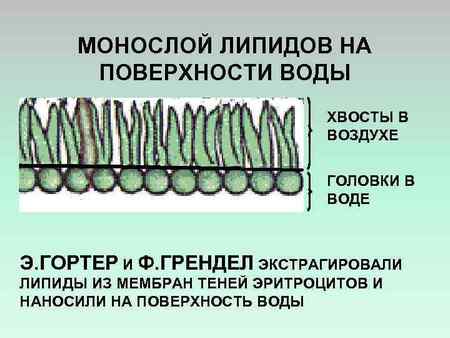 Модель Гортера и Грендела