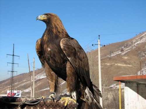 Central Asian Golden Eagle