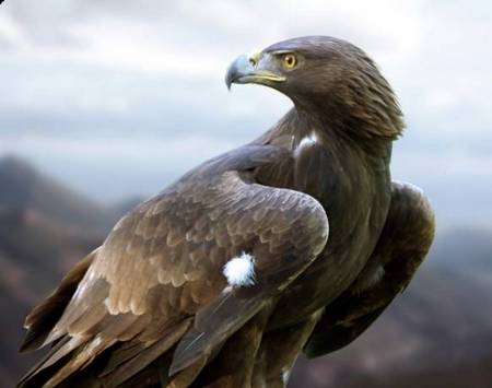 South European Golden Eagle