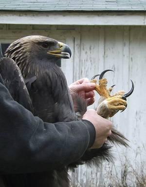 Golden Eagle as a Pet