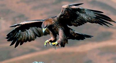 Golden Eagle