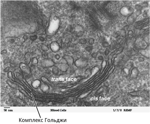 комплекс Гольджи
