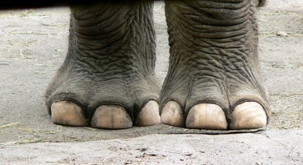 ноги слона