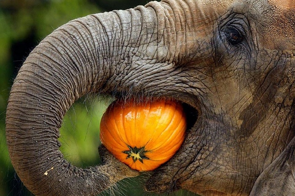 слон ест