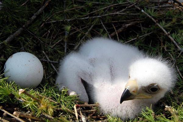 Golden Eagle eggs