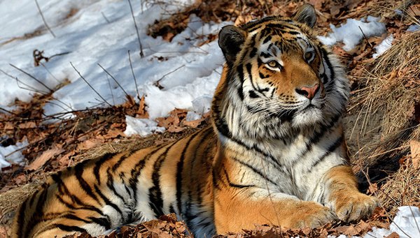 Amur Tiger