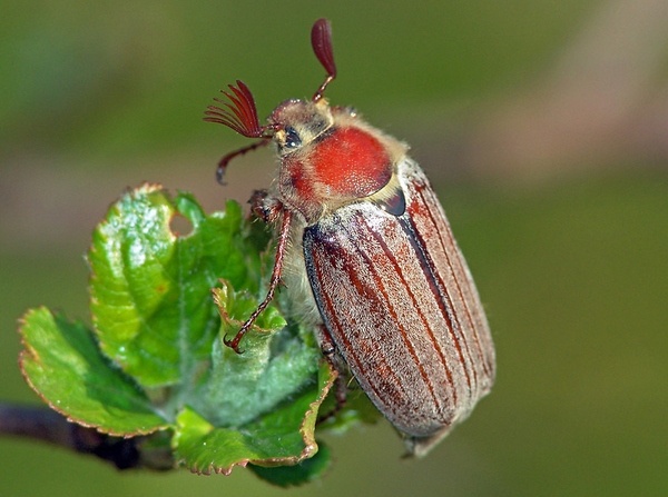 Eastern June Bug