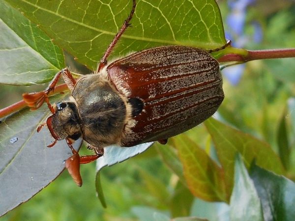 Western June Bug