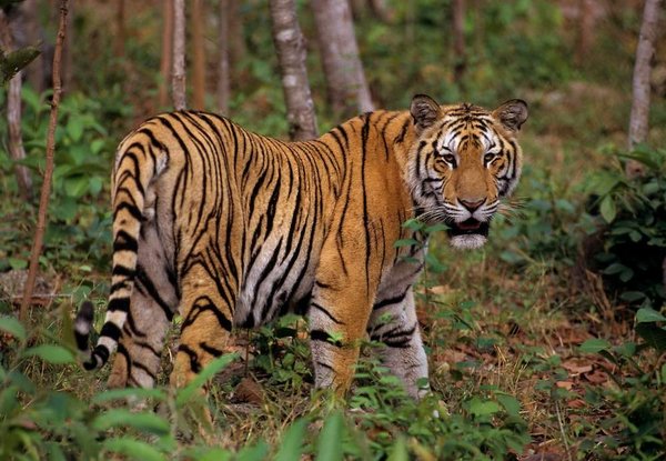 Indochinese Tiger