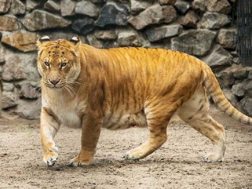 Liger