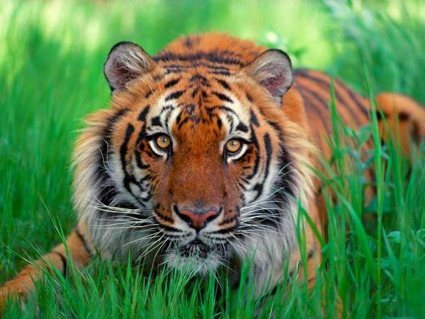 Малайський тигр