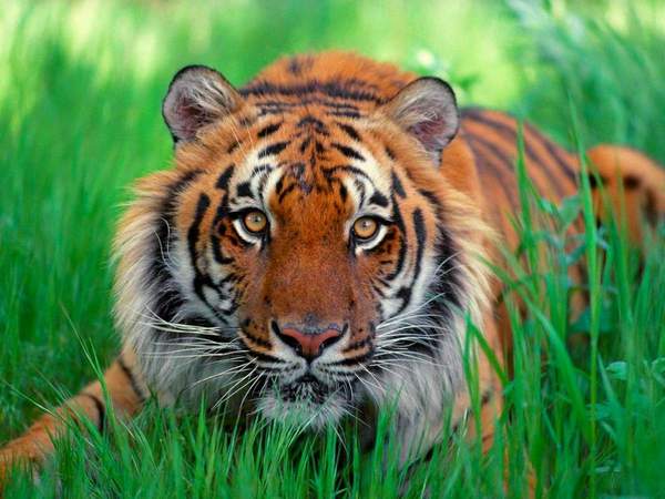 Malay Tiger