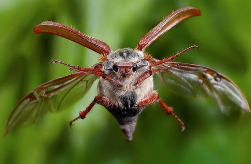 June Bug in flight
