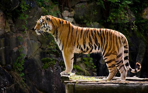Tiger: Lifestyle, Habitat and Interesting Facts