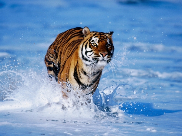 Tiger running