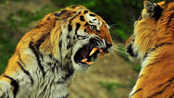 Tiger fights