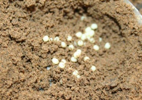 June bug eggs